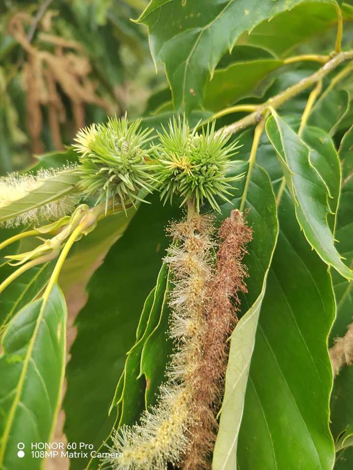 迁西板栗成品展示