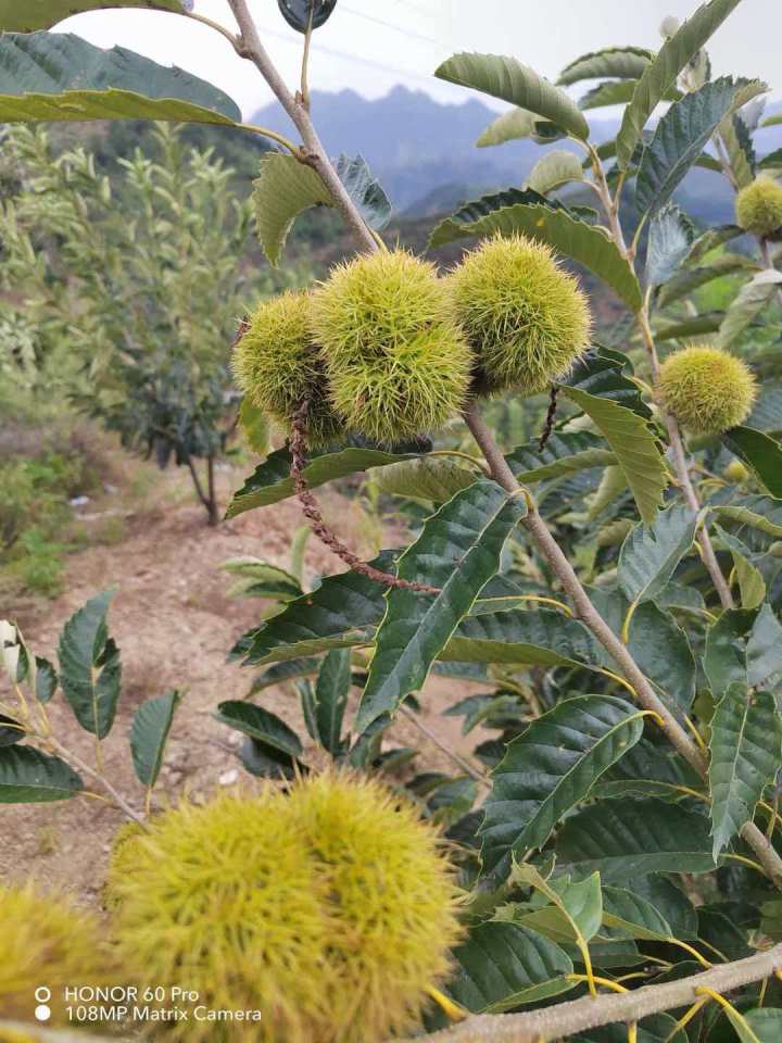 迁西板栗丰收场景