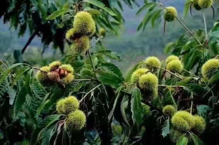 加工筛选后的优质板栗