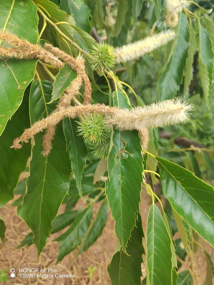 迁西板栗丰收场景