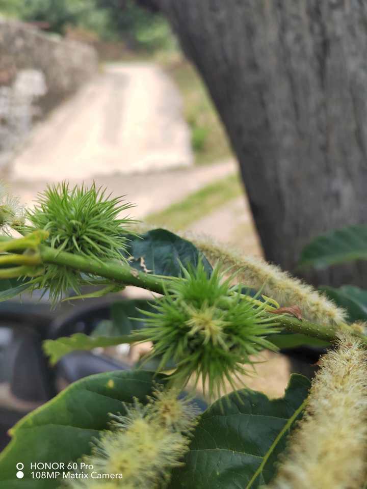 迁西板栗筛选加工