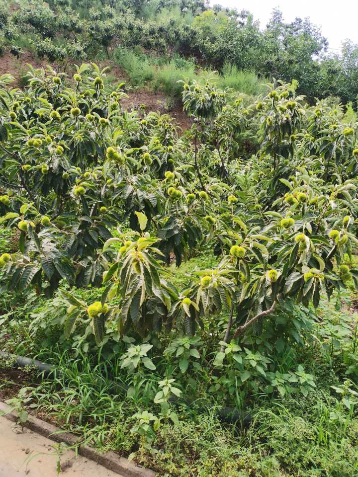 迁西板栗源头筛选