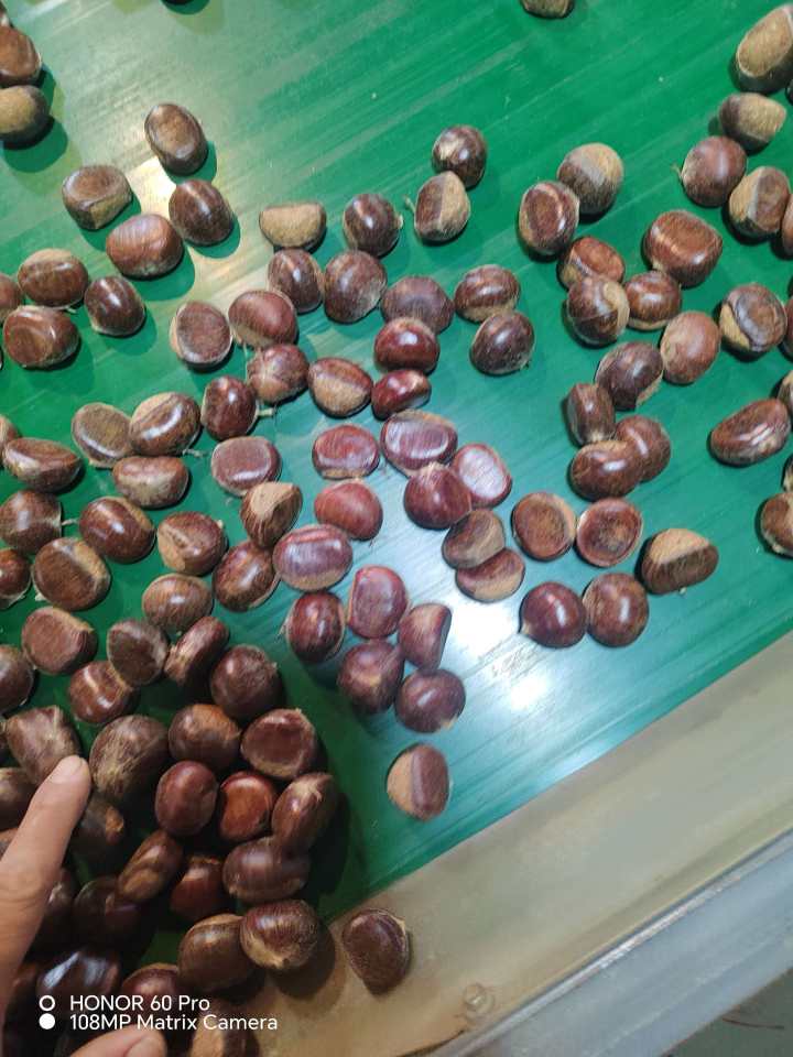 板栗加工筛选过程