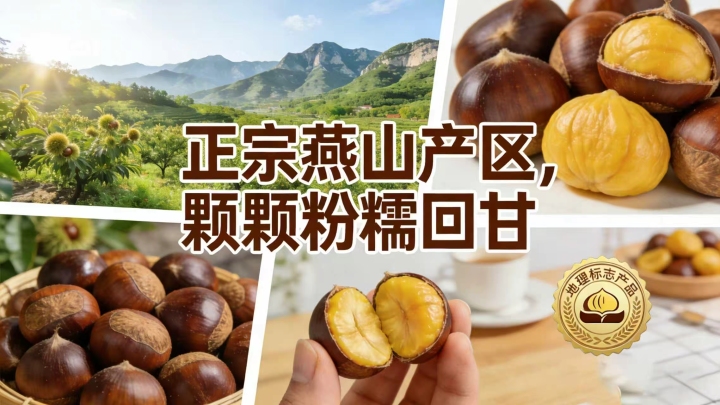 迁西板栗丰收场景