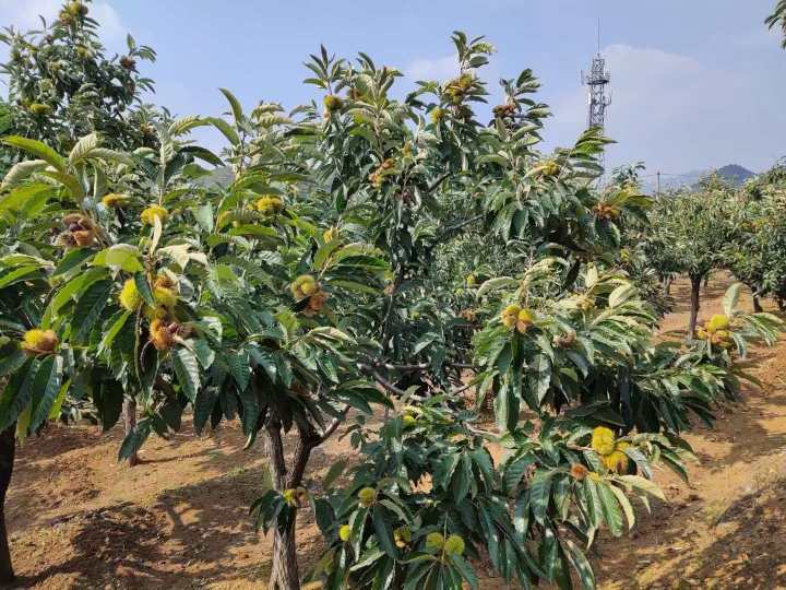 迁西板栗丰收景象