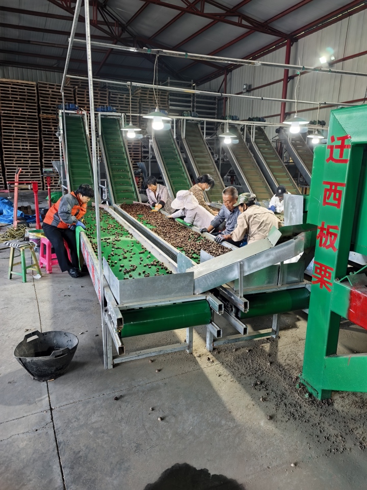 迁西板栗礼盒展示