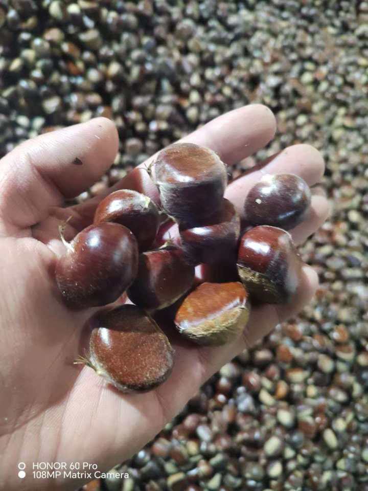 红鑫优选板栗筛选与包装