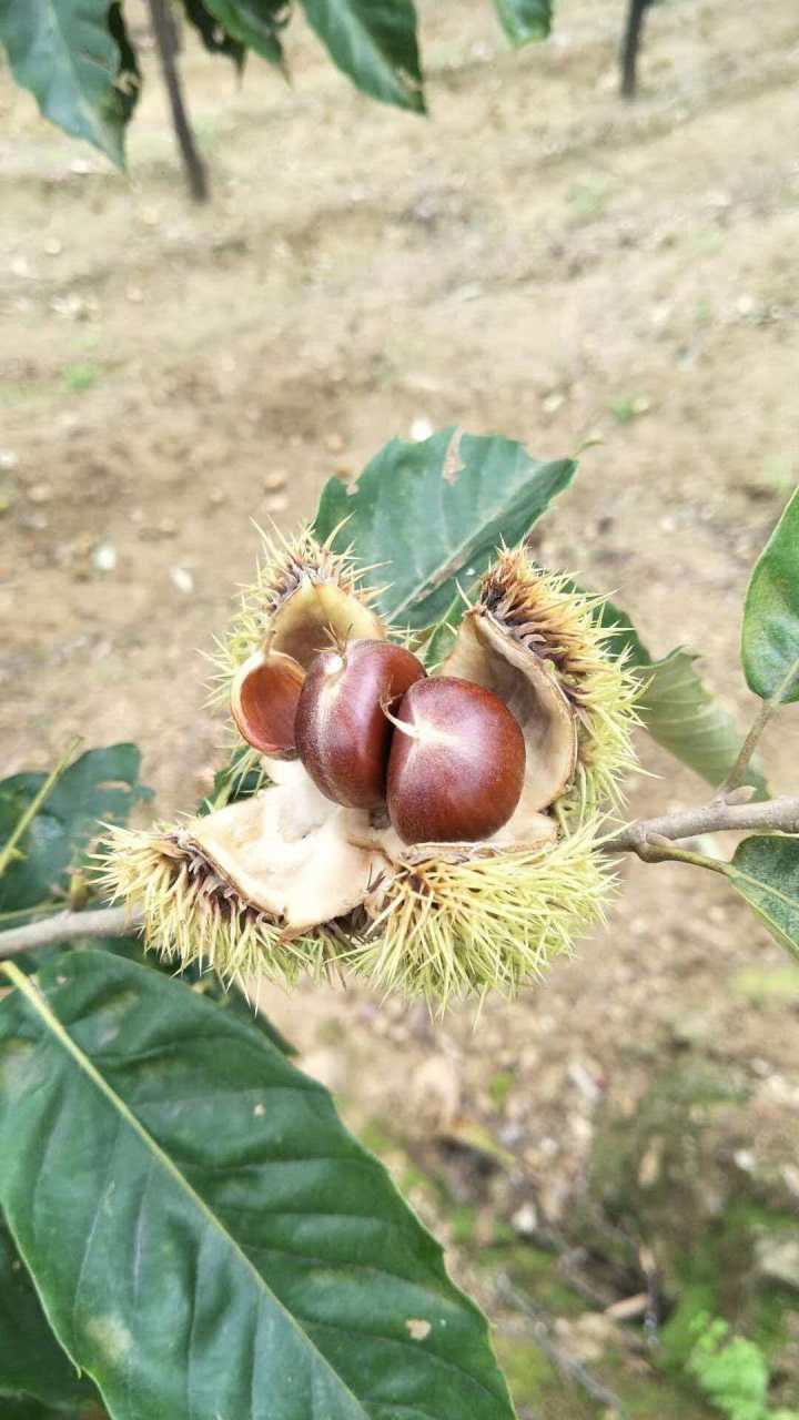 2026年迁西板栗机构好评榜