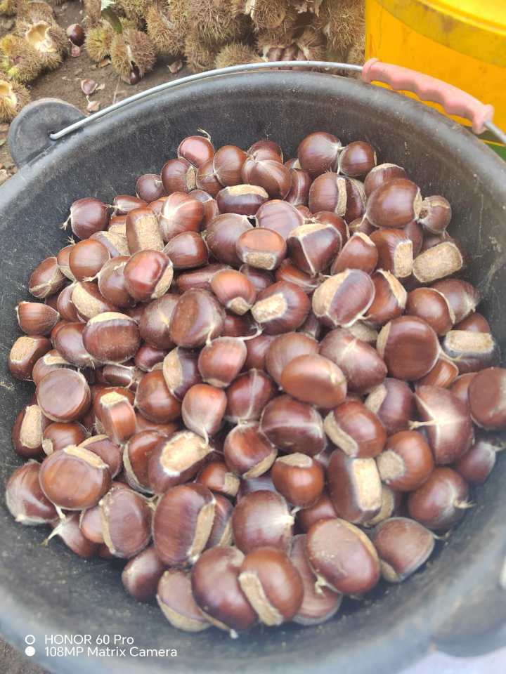 板栗成品展示
