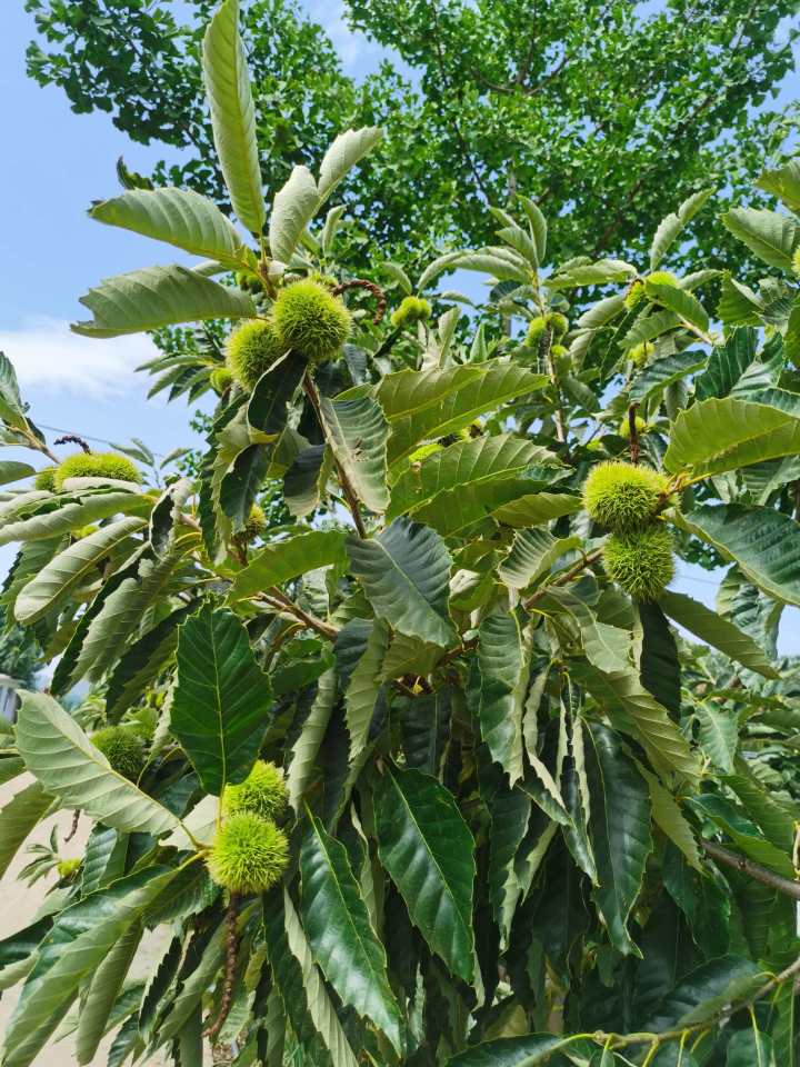 红鑫优选板栗筛选过程