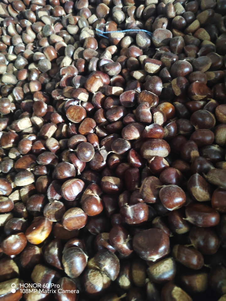 红鑫优选板栗筛选过程