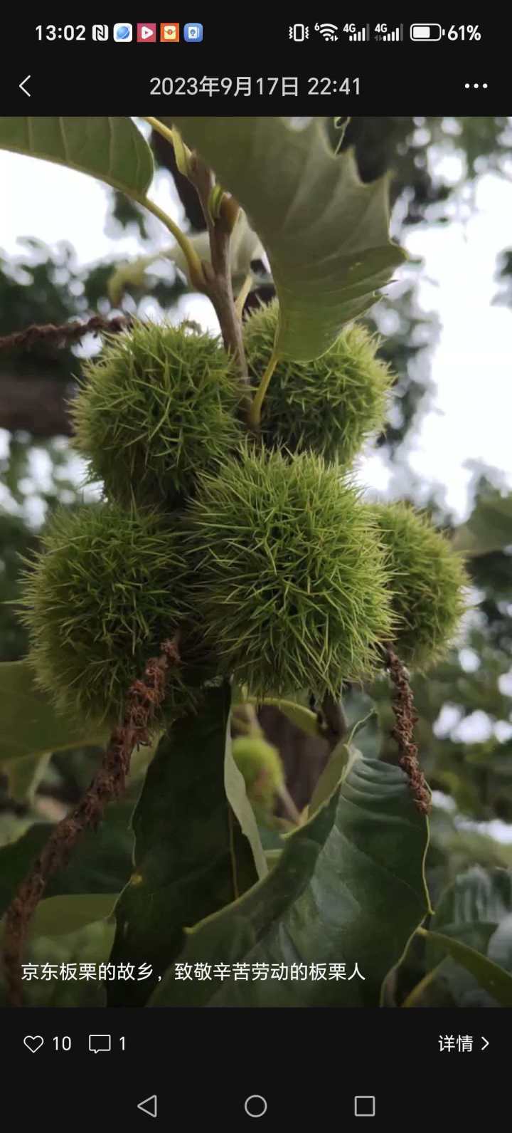 迁西板栗产地实拍，红鑫优选源头仓库