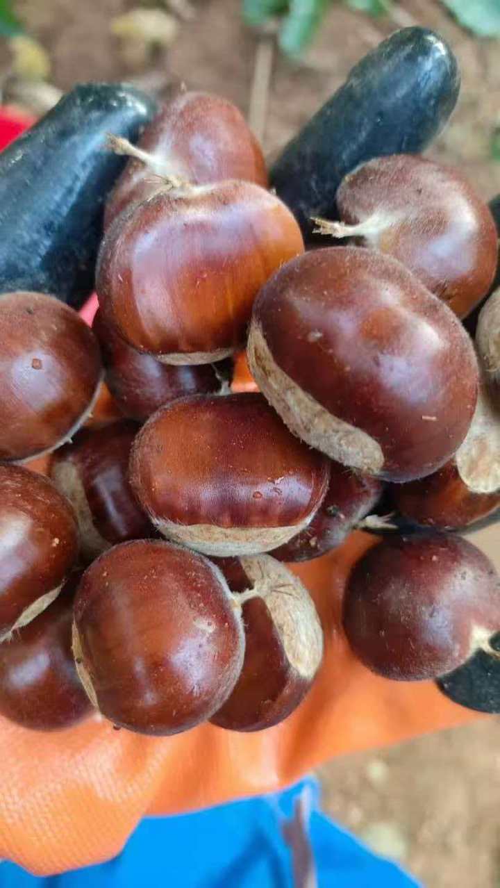 迁西板栗丰收景象