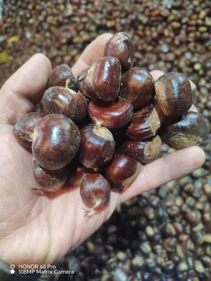 迁西板栗加工筛选