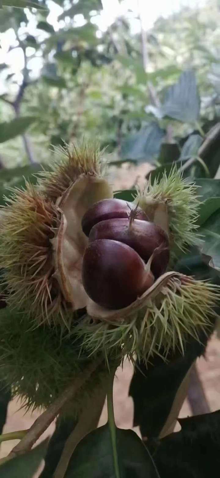 精美板栗礼盒展示