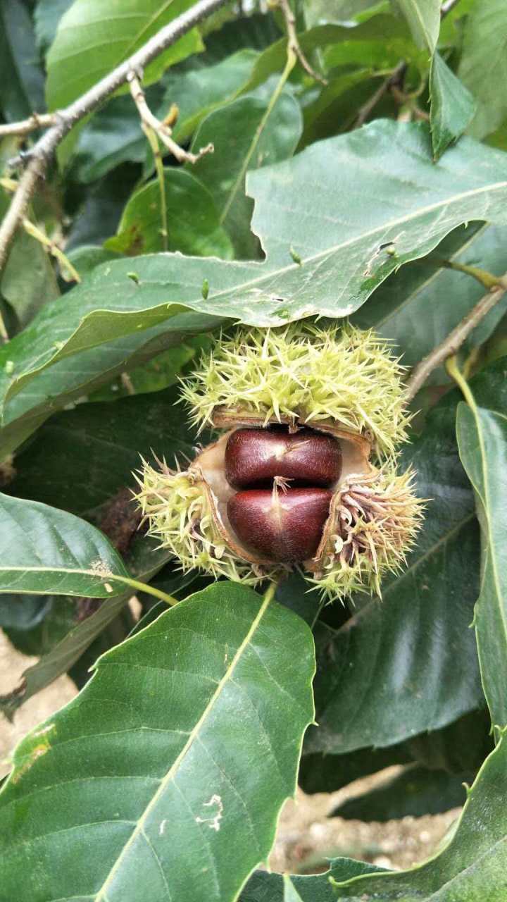 2026年迁西板栗机构权威推荐榜