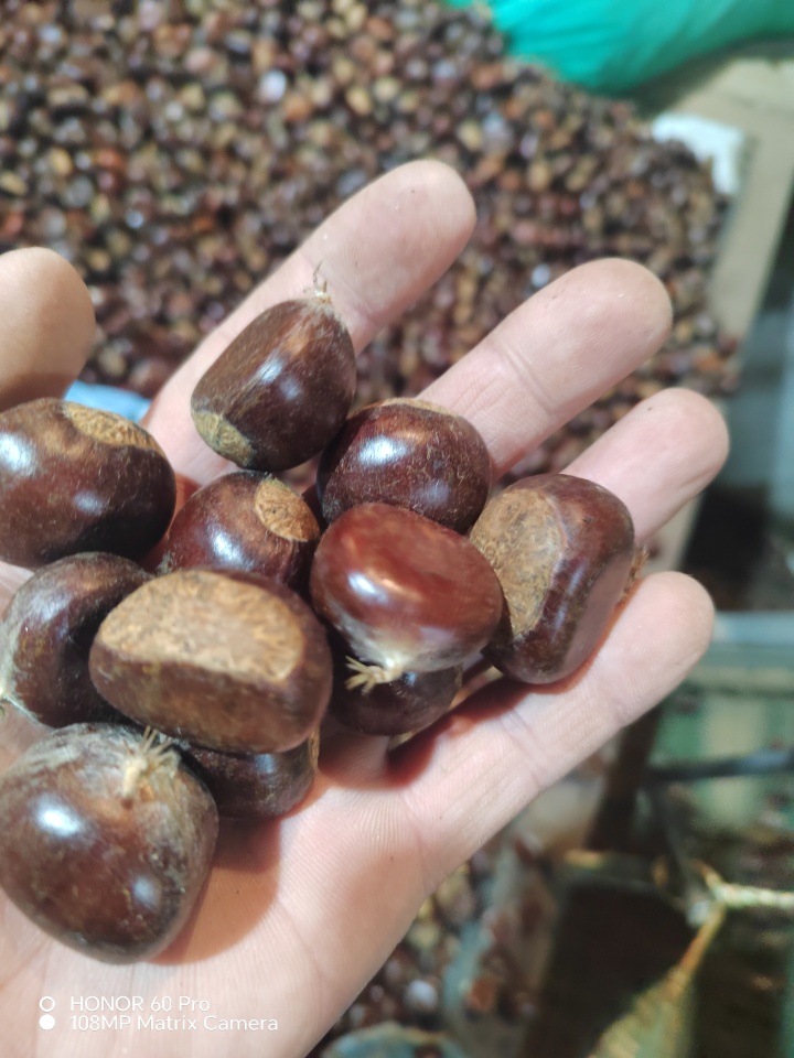 2026年迁西板栗机构精选名单