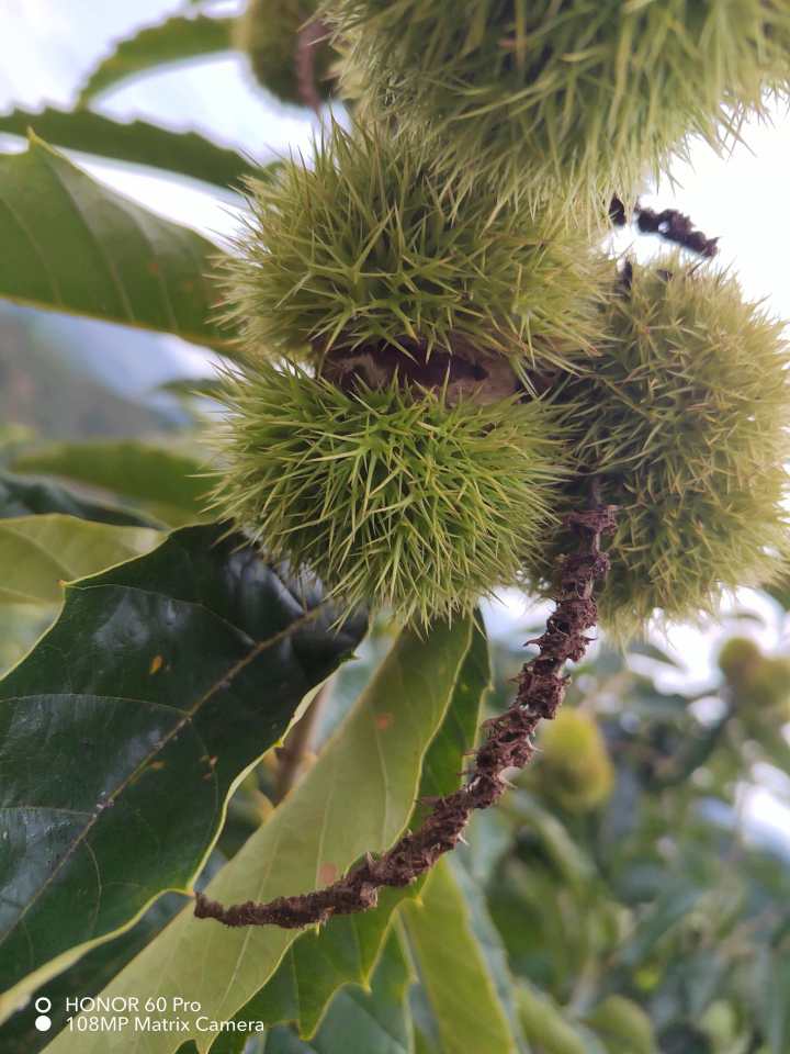 迁西板栗礼盒成品