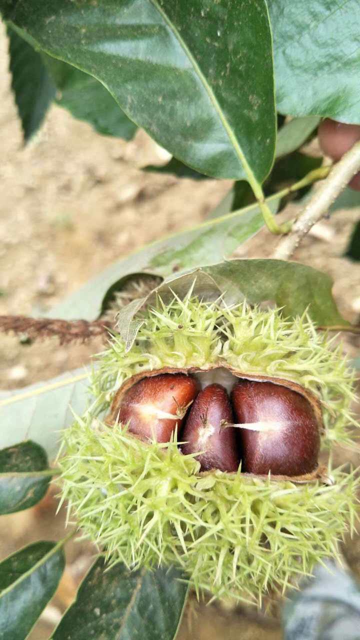 迁西板栗礼盒展示