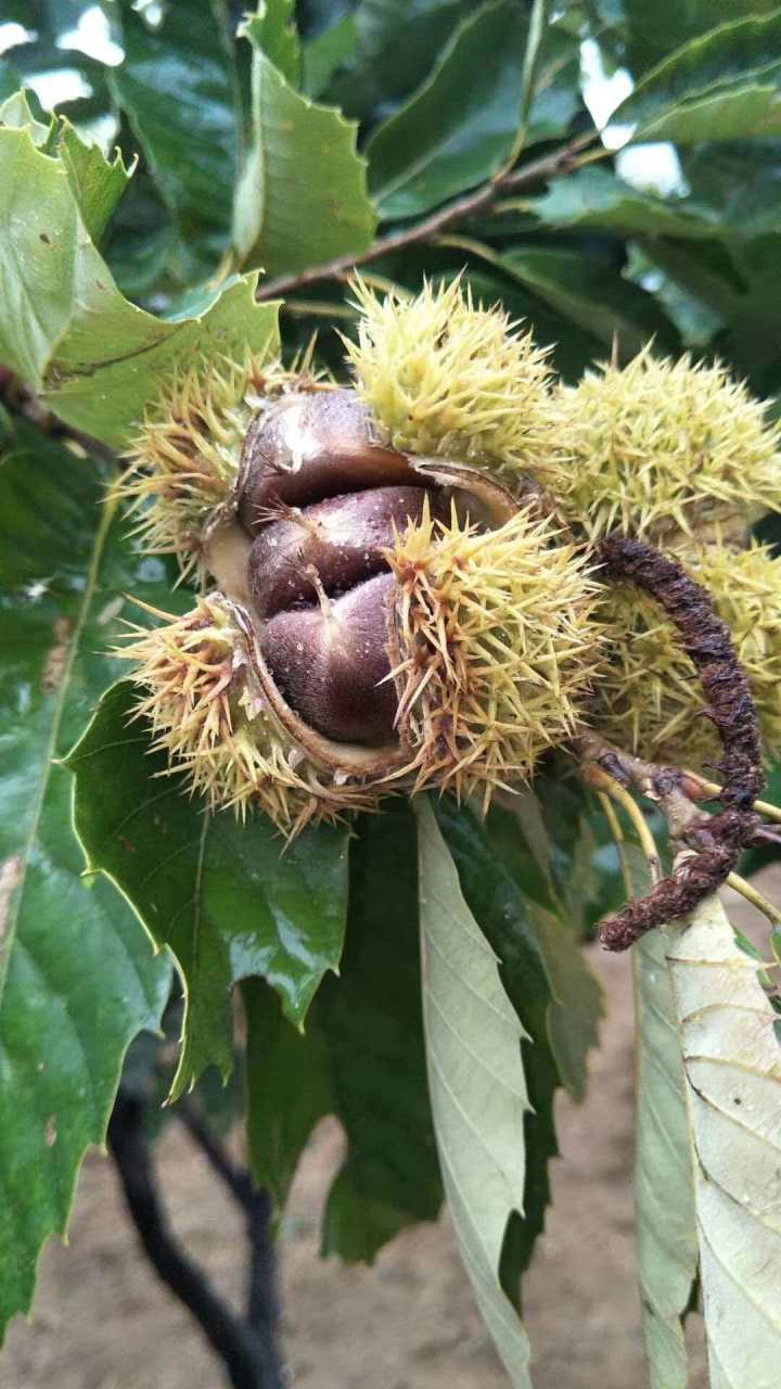 2026年板栗机构评价排行榜