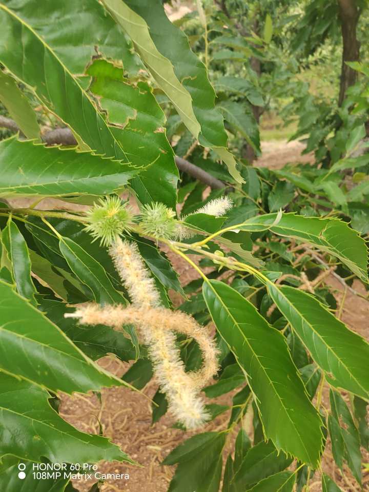迁西板栗丰收场景