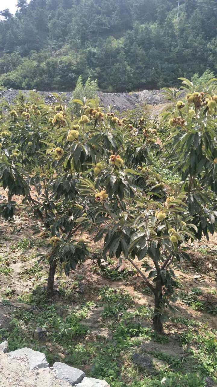 红鑫优选板栗产品展示