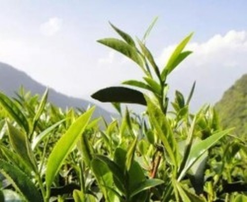 专业冷库设备机组