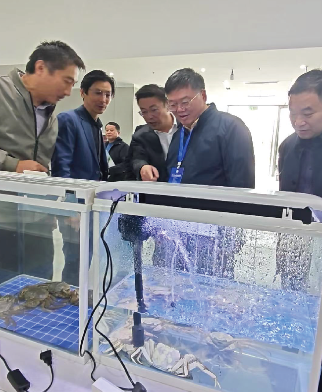 白玉蟹礼盒展示