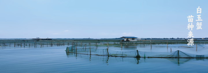 白玉蟹外观对比