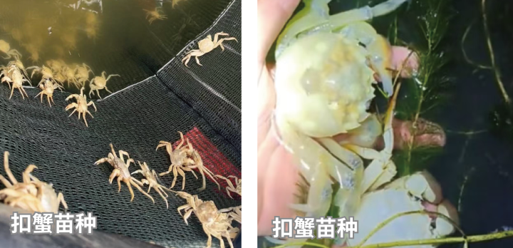 白玉蟹活体展示