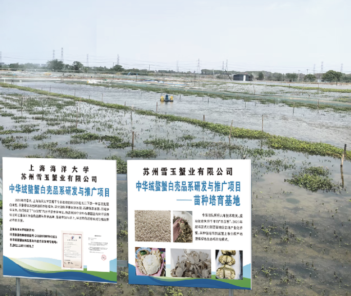 高品质白玉蟹展示